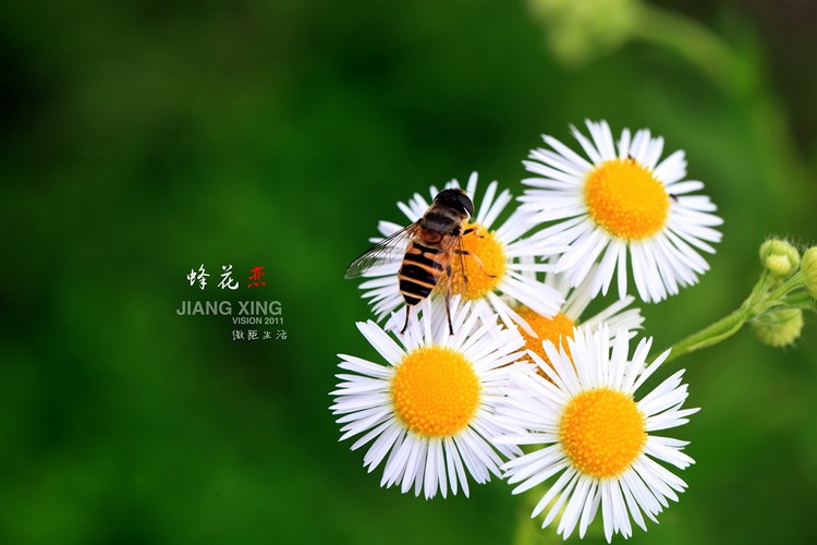 @江星  大摄天下-摄影博客'博客